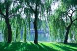 描寫(xiě)江南煙雨柳樹(shù)散文