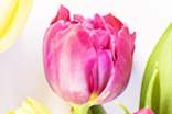 郁金香的花語集合15篇