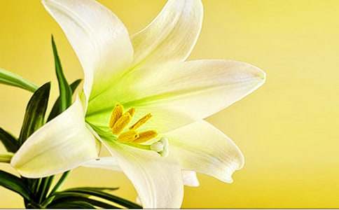 關(guān)于百合花的花語(yǔ)含義