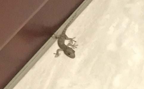 《小壁虎借尾巴》的教案