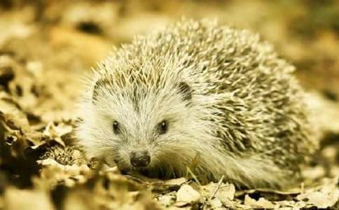 可愛的小刺猬小班教案