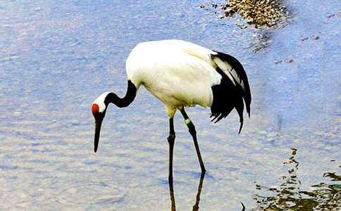 課文《美麗的丹頂鶴》的教案