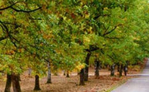 【熱門(mén)】風(fēng)景的作文600字四篇