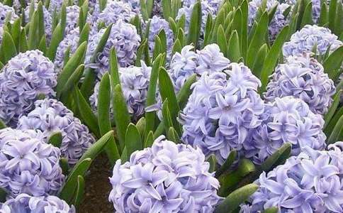 風(fēng)信子的花語(yǔ)是什么意思-鮮花禮儀