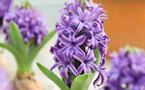 風(fēng)信子花語是什么