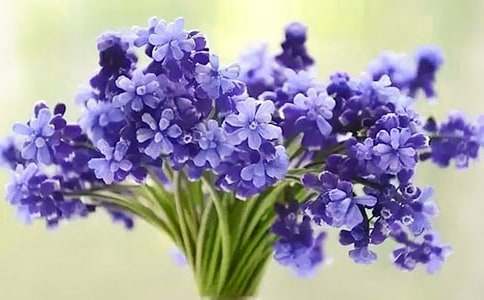 風(fēng)信子的花語是什么意思