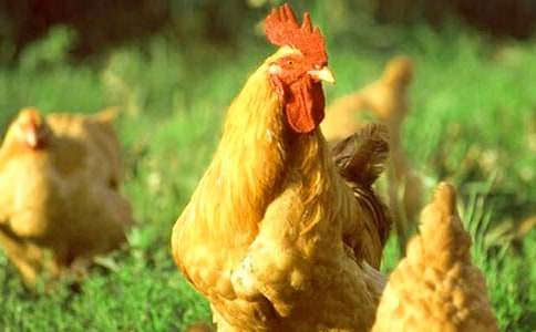 �����Ĺ��u�̰�[��(y��u)�x]