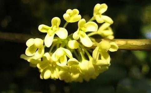 桂花的花語(yǔ)含義及傳說故事介紹