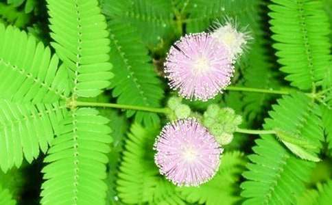 ���߲ݵĻ��Z(y��)