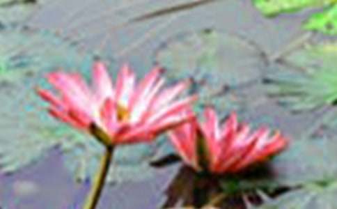 有關(guān)荷花教案匯編10篇