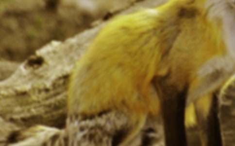 大班語(yǔ)言狐貍爸爸鴨兒子家教案