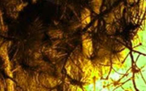 �A(y��)�����(z��i)�V����6ƪ