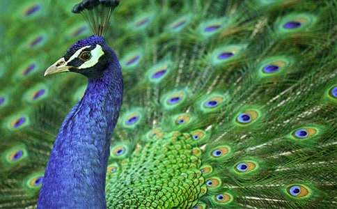 ����ȸ�|���w���̰�15ƪ