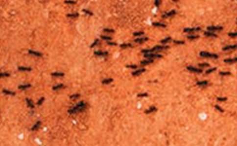 小學(xué)《螞蟻和蟈蟈》教案