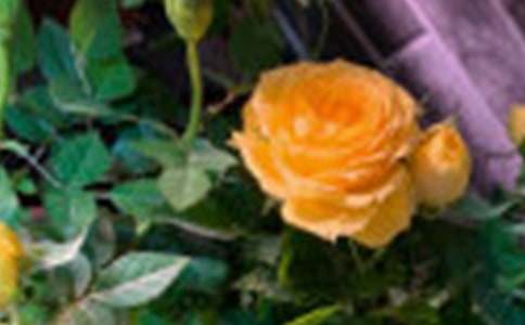 紫玫瑰的花語3篇