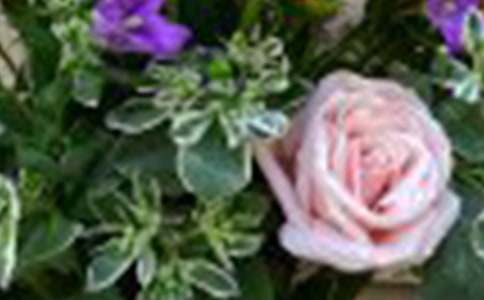 �㙉õ��Ļ��Z��ʲô���x