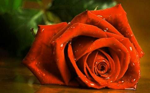 ��ɫõ�廨�Z(y��)