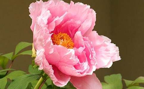 洛陽(yáng)牡丹園導(dǎo)游詞(8篇)