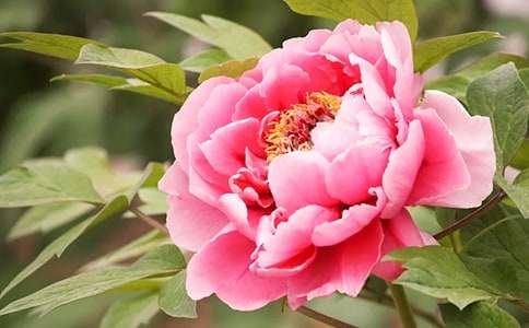 ĵ���Ļ��Z(y��)���x�����f(shu��)��B