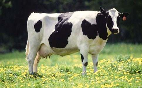 ��ţ���������Y(ji��)