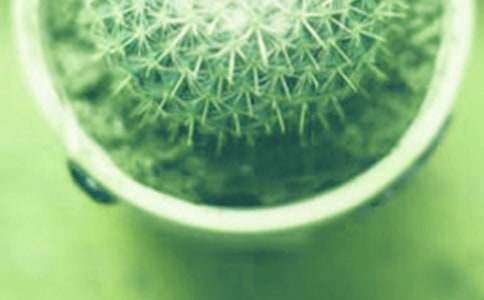 小麗花的花語及盆栽技術(shù)介紹