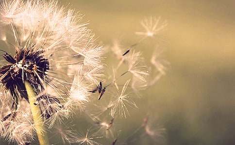 蒲公英花語_蒲公英的花語及傳說-鮮花禮儀