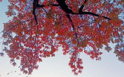 �����L(f��ng)������