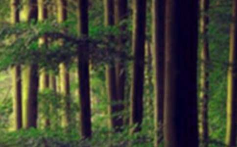 大班語言《森林歷險記》教案