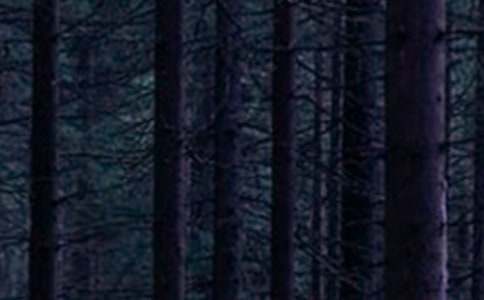 �l(xi��ng)�(zh��n)ɭ�ֲ�ԭ�����ĵ��w��