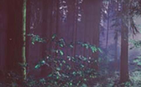 ɭ�ַ��𺆈�