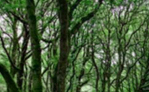 ������ɽɭ�ֹ��@��(d��o)���~