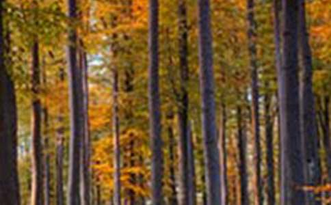 ɭ�ք���ͯԒ��������