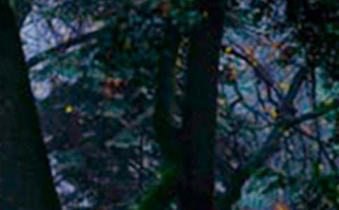 С�W(xu��)��ɭ�ַ�����ĵ��w��