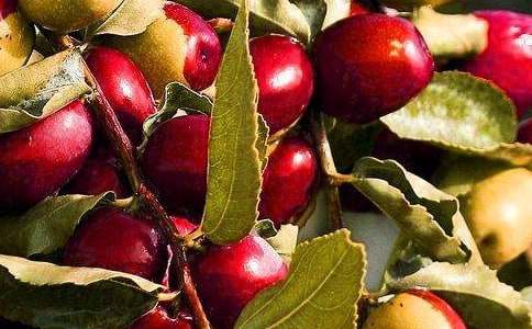 水果歌教案(15篇)