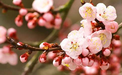 碧桃花的花語有什么含義