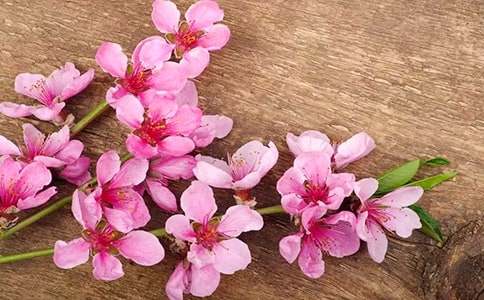 桃花島的導(dǎo)游詞12篇