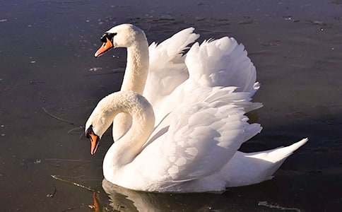 �x��˼������Z���и�