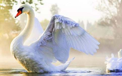 《天鵝的故事》教案范文匯編五篇