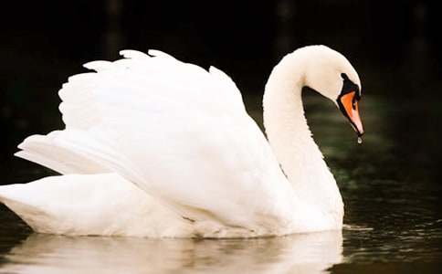 ���������Z�Č�(d��o)���~