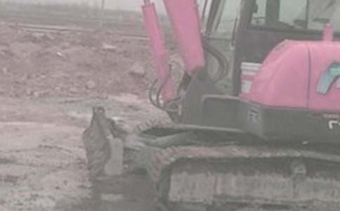 �ھ�C(j��)�ɷ݅f(xi��)�h��(sh��)12ƪ