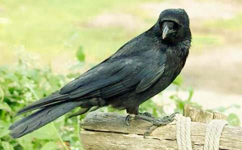 С���f�ۋ�����ӽ̰�