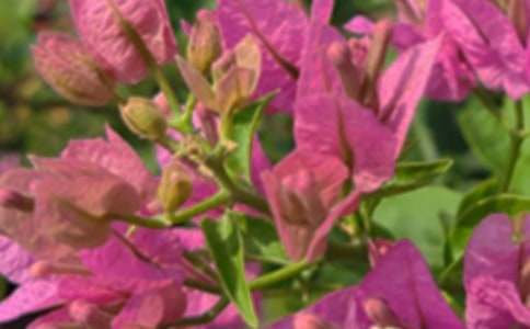 2026��Ψ�����簲�����Z���źϼ�34�l