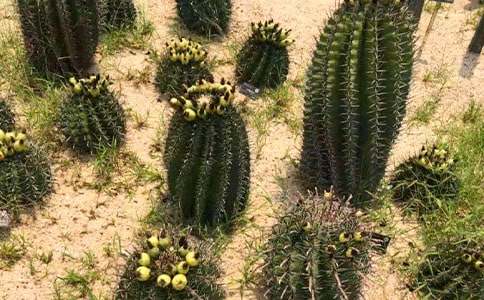 關(guān)于堅(jiān)強(qiáng)的仙人掌作文6篇