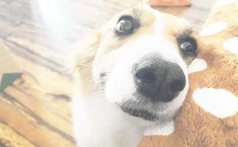 小狗學(xué)叫續(xù)寫作文【熱門】