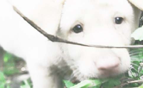 ��С���W(xu��)�С��m(x��)�����ģ�ͨ��26ƪ��