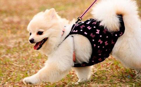 �����B(y��ng)��С������һֻС������ͨ��