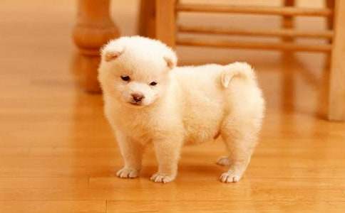 小狗學(xué)叫續(xù)寫作文【精】