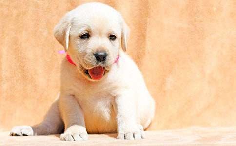 實(shí)用的小狗小學(xué)作文(范例8篇)