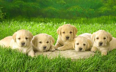 ��С���W(xu��)�С��m(x��)��(xi��)���ģ����x44ƪ��