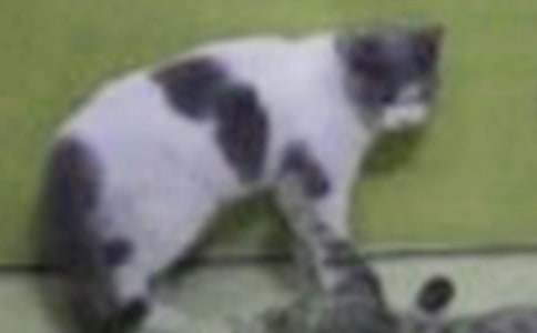 兩只小貓續(xù)寫作文(精選20篇)